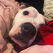 Kurtis is registered to the contest to win money with this photo: dog, close_up, blanket, cozy, white_dog, black_spots, snuggling, soft_texture, fabric, indoor, pet, relaxed, sleepy, cute, animal, companion, resting, warm, comfort, nose