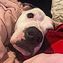 dog, close_up, blanket, cozy, white_dog, black_spots, snuggling, soft_texture, fabric, indoor, pet, relaxed, sleepy, cute, animal, companion, resting, warm, comfort, nose
