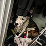 dog, laundry_basket, clothes, closet, hanger, white_wall, carpet, brown_dog, white_dog, spot, sitting, confused, indoor, fabric, storage, messy, pet, household, animal, curious
