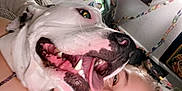 Kurtis is registered to the contest to win money with this photo: dog, person, smile, tongue_out, indoor, selfie, happy, face, closeup, pet, room, decoration, paper_chain, artwork, head, fur, collar, cheek, friendship, joy