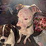 dog, indoor, carpet, sunlight, white_dog, brindle_dog, marker_marks, pink_marks, ears, collar, pets, floor, blanket, shoes, person, home, relaxed, animal, two_dogs, cozy