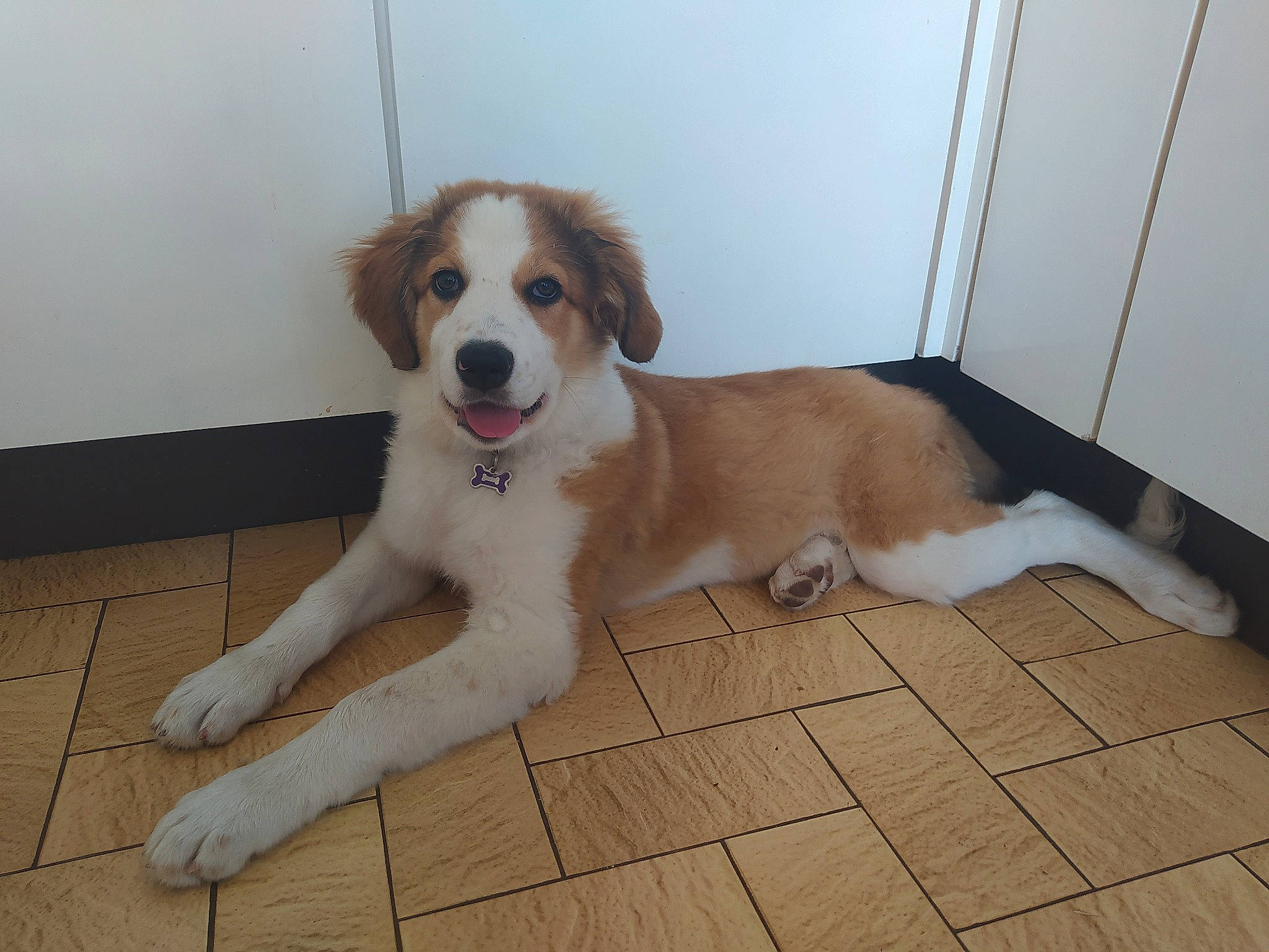 Everest a rejoint le concours — aidez-le/la à gagner de superbes lots ! canidae, carnivore, collar, companion_dog, dog, dog_breed, door, fawn, floor, flooring, fur, hardwood, laminate_flooring, liver, snout, sporting_group, tail, wood_flooring, wood_stain, working_animal