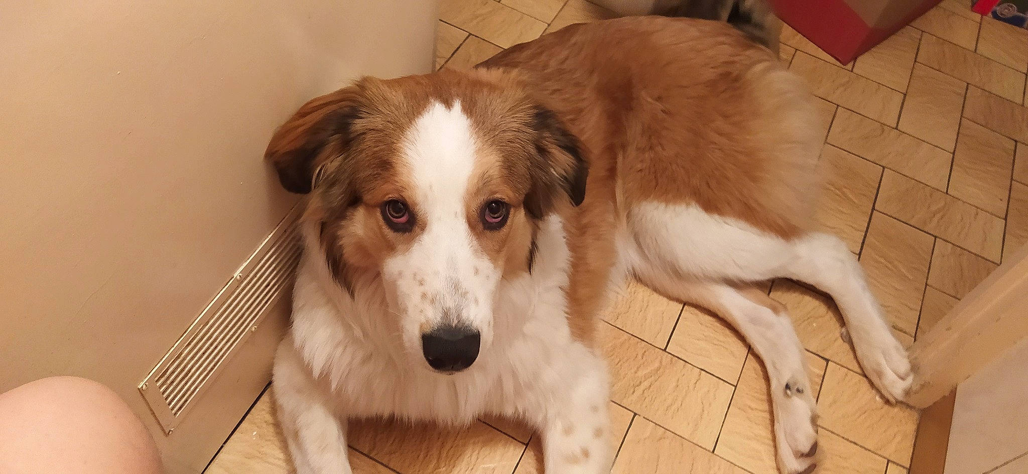 Everest a rejoint le concours — aidez-le/la à gagner de superbes lots ! canidae, carnivore, collar, companion_dog, dog, dog_breed, fawn, flooring, fur, liver, mammal, pet_supply, snout, sporting_group, tail, terrestrial_animal, vertebrate, whiskers, working_animal, working_dog