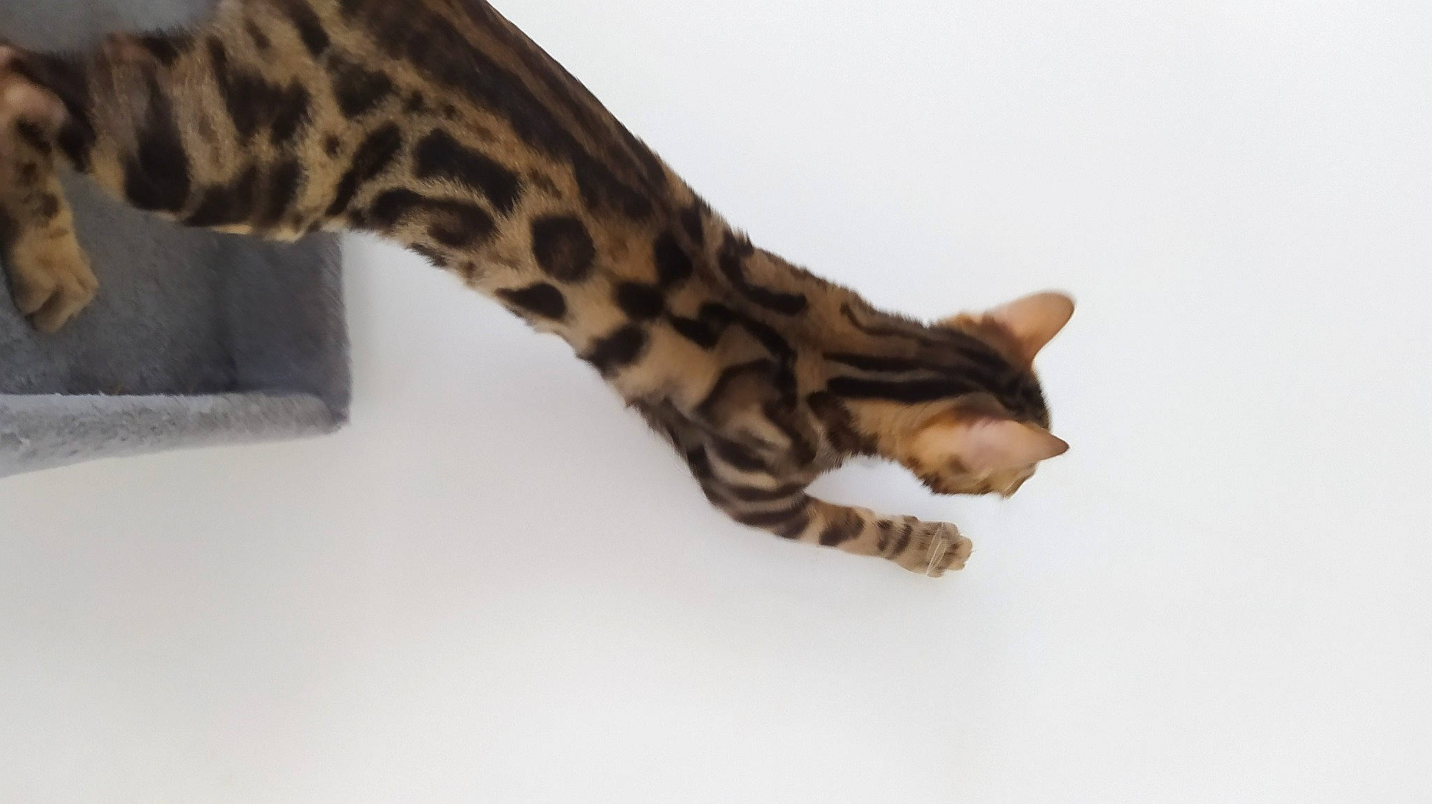 Rosco a rejoint le concours — aidez-le/la à gagner de superbes lots ! beige, black, brown, cat, close_up, fawn, felidae, fur, natural_material, neck, pattern, skin, small_to_medium_sized_cats, snout, tail, tan, terrestrial_animal, whiskers, wildlife