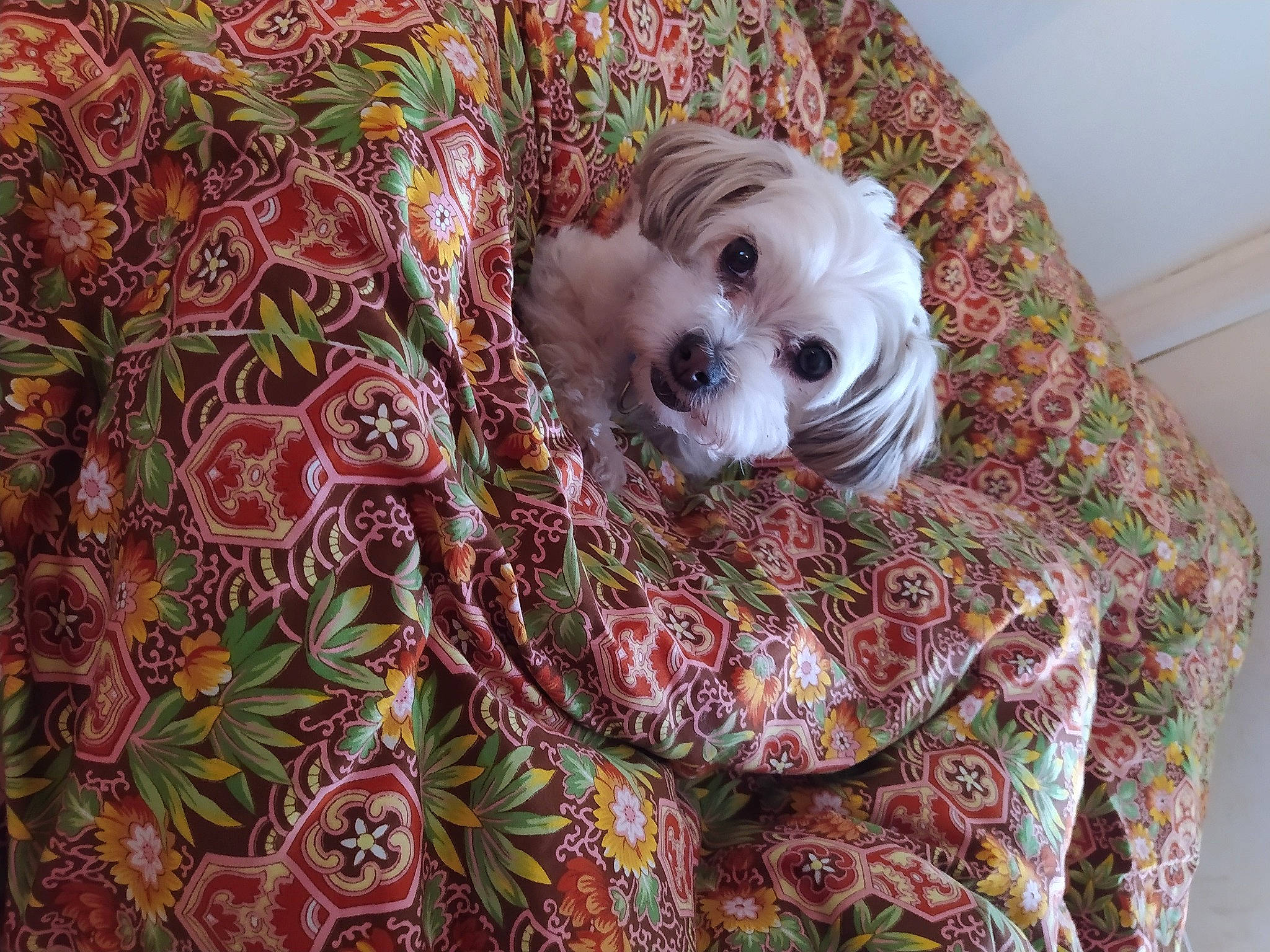 Nelka a rejoint le concours — aidez-le/la à gagner de superbes lots ! canidae, carnivore, companion_dog, dog, dog_breed, dog_supply, fawn, maltepoo, mammal, motif, non_sporting_group, pekapoo, pet_supply, puppy, small_terrier, snout, sporting_group, toy_dog, vertebrate, working_animal