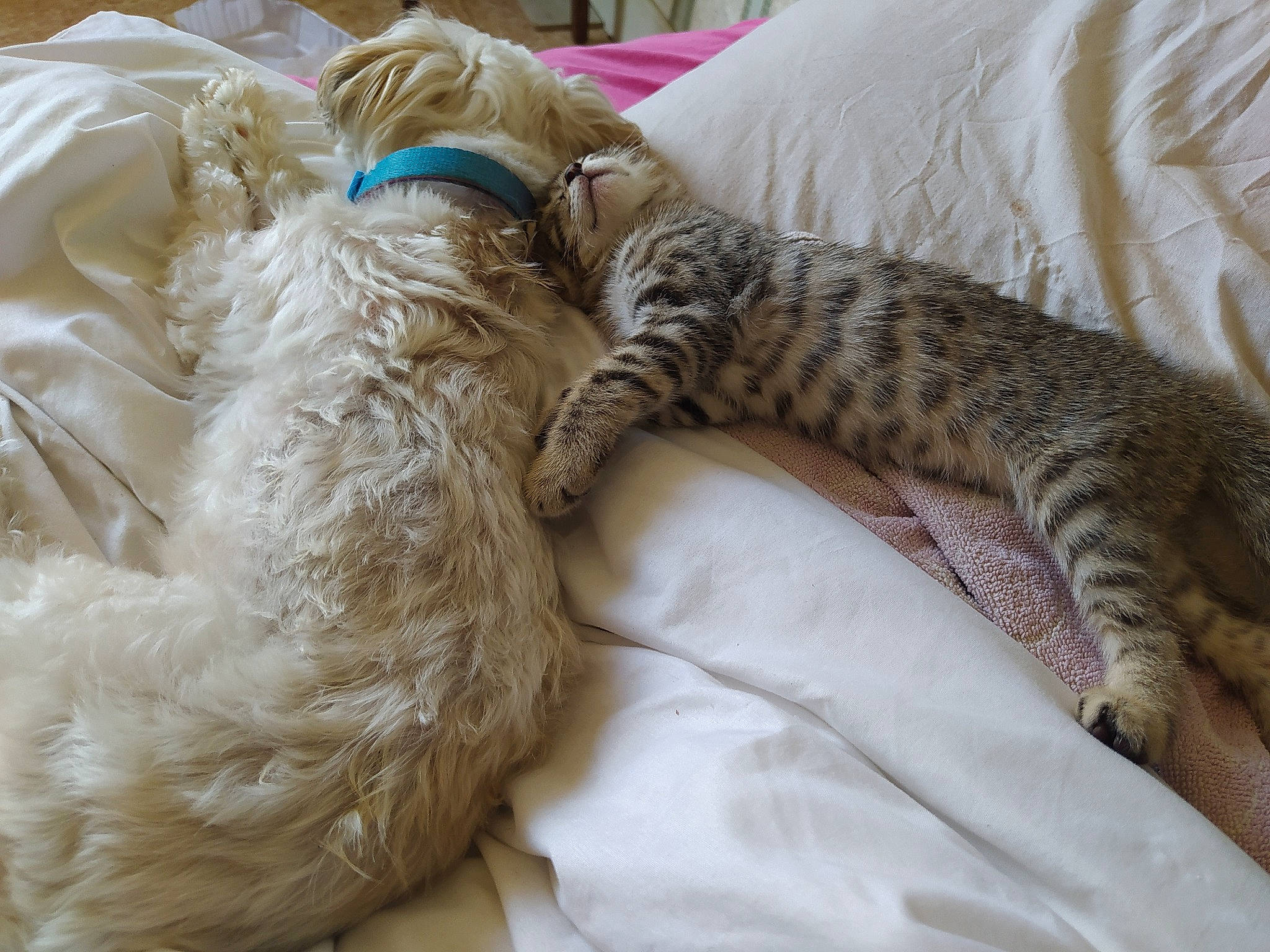 Nelka a rejoint le concours — aidez-le/la à gagner de superbes lots ! canidae, carnivore, cat, comfort, companion_dog, dog, dog_breed, fawn, felidae, fur, linens, nap, natural_material, paw, sleep, small_to_medium_sized_cats, sporting_group, terrestrial_animal, vertebrate, working_animal