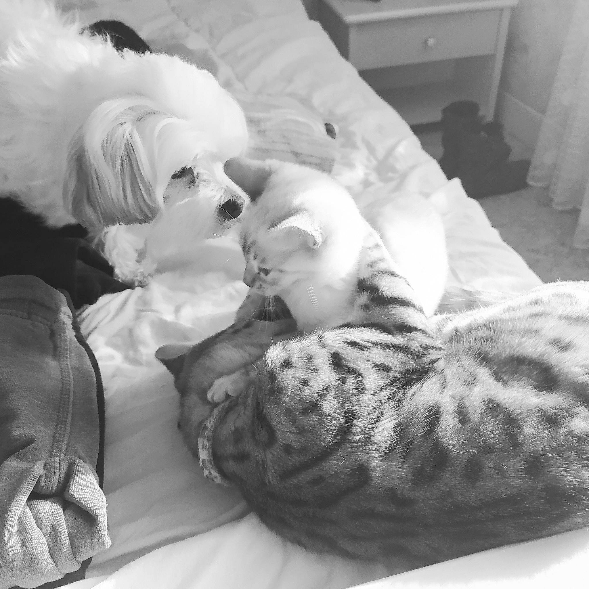 Nelka participe au concours pour gagner de l'argent avec cette photo : bed, black_and_white, cabinetry, carnivore, chest_of_drawers, comfort, companion_dog, dog, felidae, fur, linens, monochrome_photography, nap, natural_material, room, sleep, small_to_medium_sized_cats, snout, textile, vertebrate