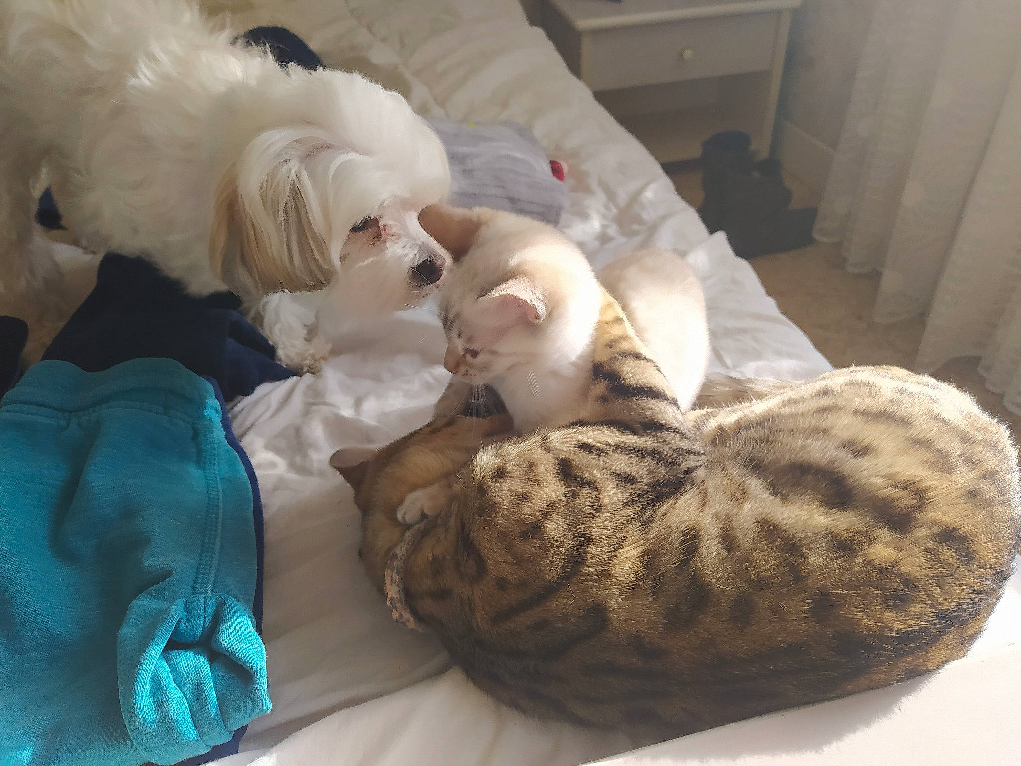 Nelka participe au concours pour gagner de l'argent avec cette photo : bed, bedding, carnivore, cat, chest_of_drawers, comfort, domestic_short_haired_cat, fawn, felidae, fur, linens, nap, natural_material, sleep, small_to_medium_sized_cats, tabby_cat, vertebrate, whiskers