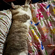 Shadow joined the competition — help win amazing prizes! animal, bed, blanket, cat, colorful, comfort, cozy, cute, domestic_animal, feline, floral_pattern, fur, indoor, paw, pet, relaxation, resting, sleeping, soft_texture, striped_fur