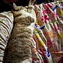 animal, bed, blanket, cat, colorful, comfort, cozy, cute, domestic_animal, feline, floral_pattern, fur, indoor, paw, pet, relaxation, resting, sleeping, soft_texture, striped_fur
