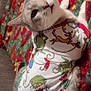 Shadow is registered to the contest to win money with this photo: animal, blanket, cat, christmas, clothing, colorful, cozy, cute, feline, festive, fur, grinch, holiday, indoor, pattern, pet, relaxed, shirt, side_eye, whiskers