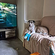 Marley a rejoint le concours — aidez-le/la à gagner de superbes lots ! dog, living_room, couch, blue_socks, tv, car_on_tv, wooded_area, floor_tiles, remote_control, wooden_table, blanket, wall, window_light, indoor, pet, relaxed, furniture, electronics, household, casual