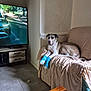 dog, living_room, couch, blue_socks, tv, car_on_tv, wooded_area, floor_tiles, remote_control, wooden_table, blanket, wall, window_light, indoor, pet, relaxed, furniture, electronics, household, casual