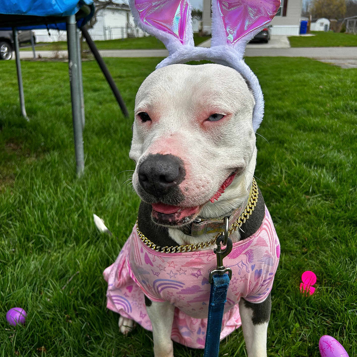 Neveah Marie is registered to the contest to win money with this photo: animal, architecture, building, canine, car, dog, egg, food, grass, lawn, nature, outdoors, park, pet, plant, puppy, purple, shelter, transportation, vehicle