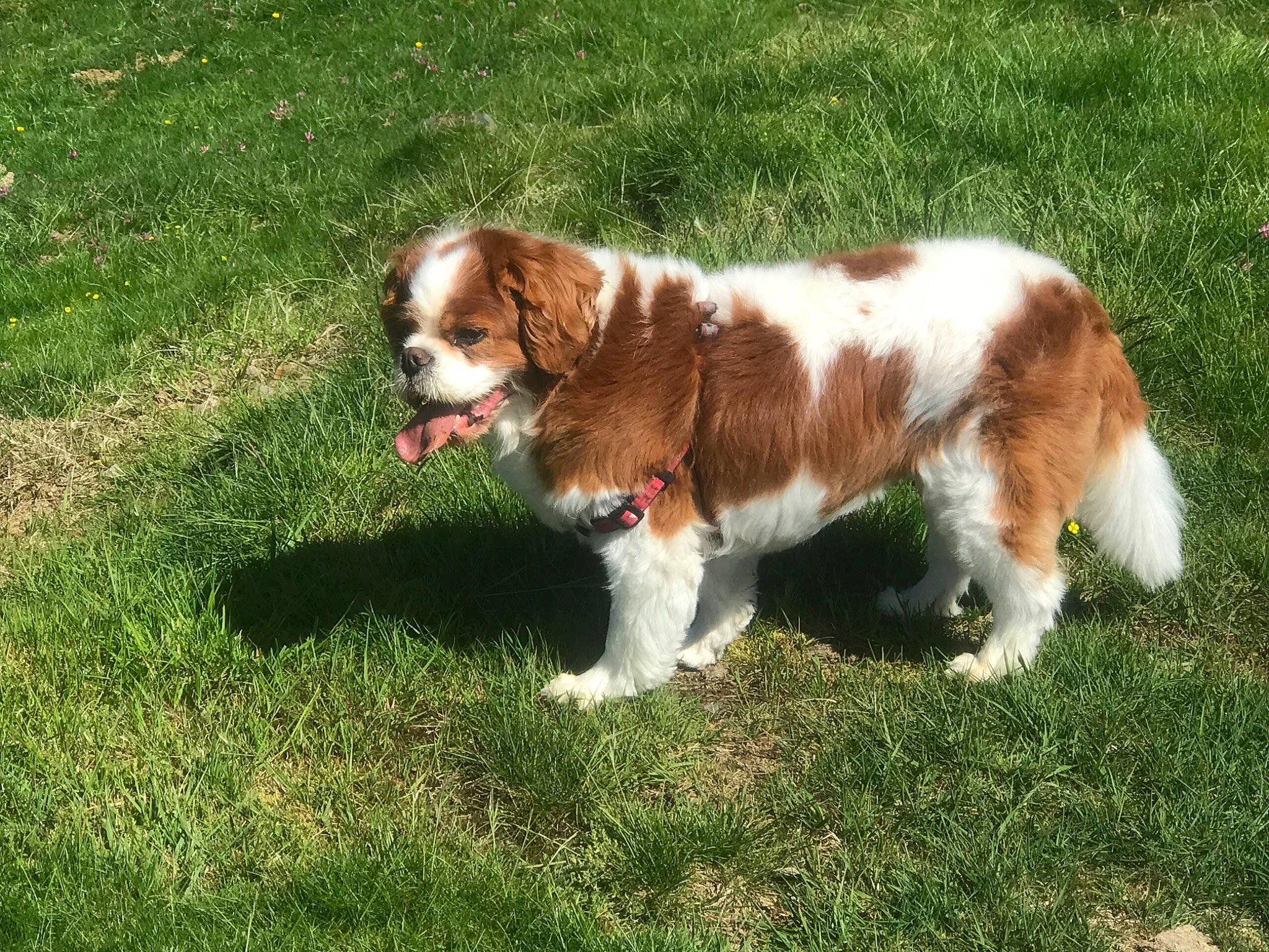 Emmy a rejoint le concours — aidez-le/la à gagner de superbes lots ! brittany, canidae, carnivore, cavalier_king_charles_spaniel, companion_dog, dog, dog_breed, grass, gun_dog, hunting_dog, irish_red_and_white_setter, king_charles_spaniel, liver, snout, spaniel, sporting_group, tail, terrestrial_animal, welsh_springer_spaniel, working_dog