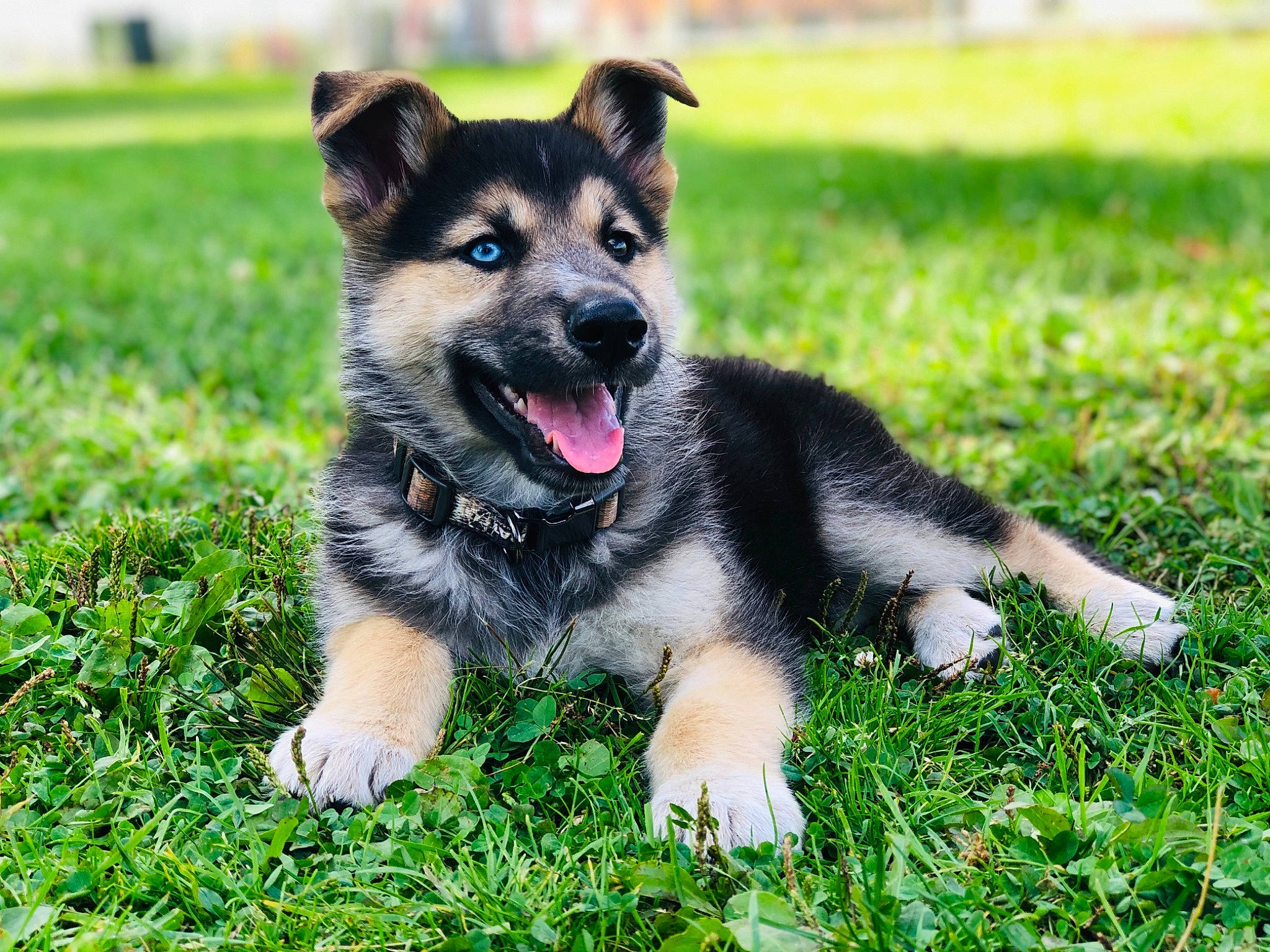 Jax joined the competition — help win amazing prizes! canidae, carnivore, companion_dog, dog, dog_breed, east_european_shepherd, grass, lapponian_herder, mammal, plant, puppy, rare_breed_dog, shiloh_shepherd_dog, snout, sporting_group, vertebrate, working_dog