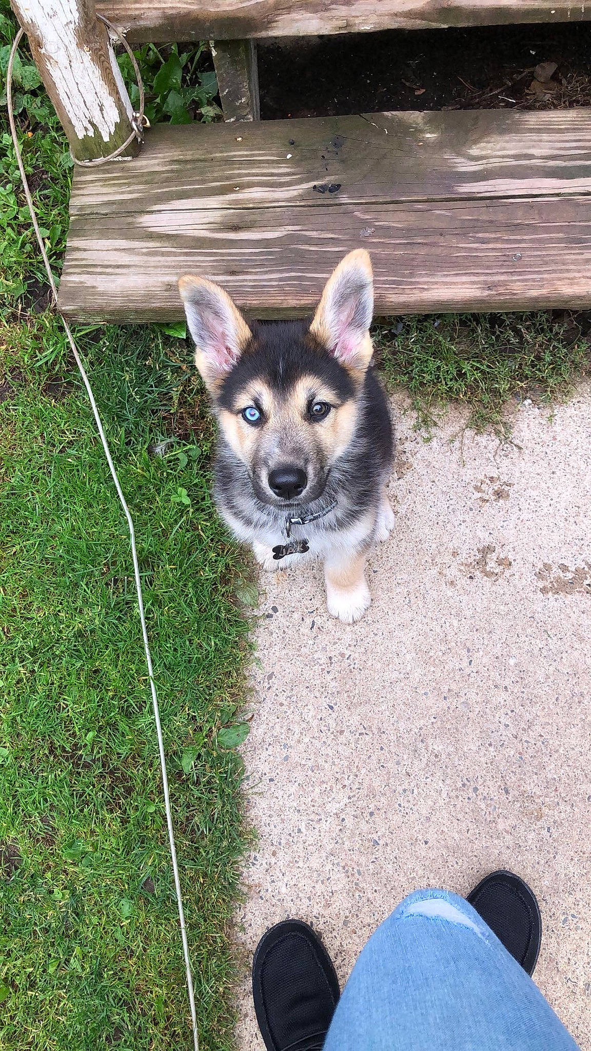 Jax is registered to the contest to win money with this photo: alaskan_klee_kai, alaskan_malamute, canidae, canis, carnivore, czechoslovakian_wolfdog, dog, dog_breed, jamthund, mammal, native_american_indian_dog, northern_inuit_dog, norwegian_elkhound, rare_breed_dog, saarloos_wolfdog, siberian_husky, swedish_vallhund, tamaskan_dog, vertebrate, wolfdog