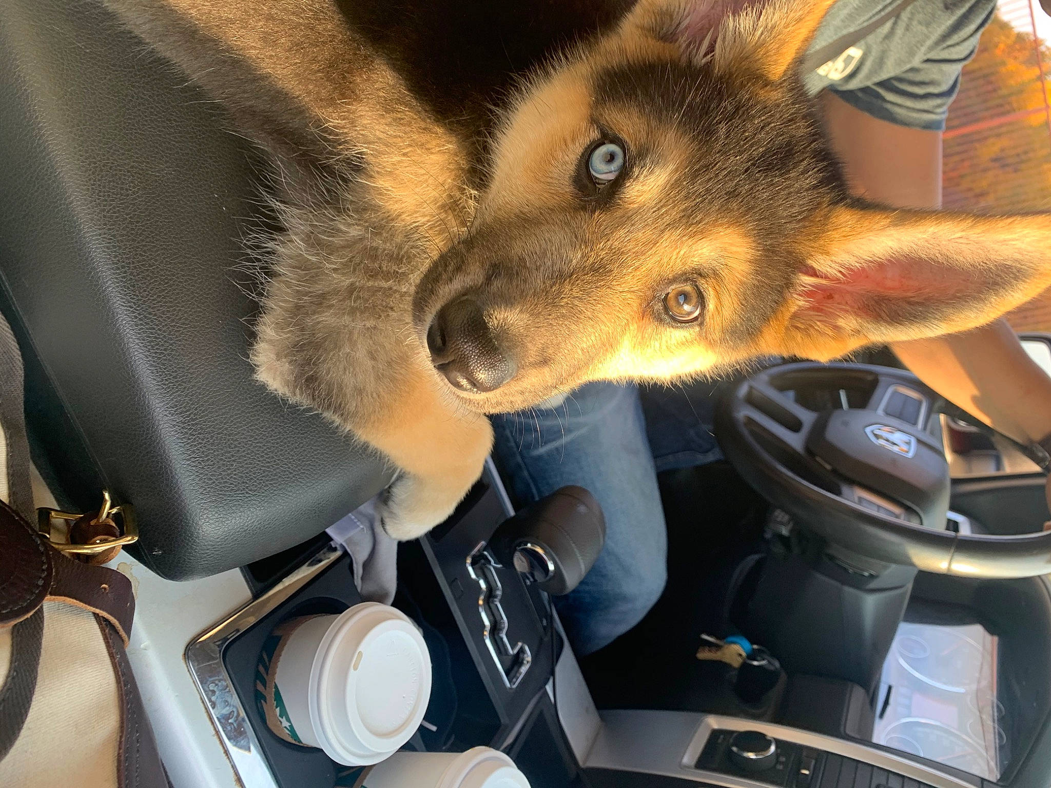 Jax is registered to the contest to win money with this photo: canidae, car_seat, carnivore, dog, dog_breed, guard_dog, snout, working_dog