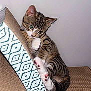 Theo is registered to the contest to win money with this photo: cat, kitten, tabby, paw, scratcher, texture, pattern, indoor, pet, cute, feline, playful, animal, whiskers, ears, claws, resting, young, small, curious