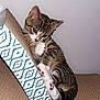 cat, kitten, tabby, paw, scratcher, texture, pattern, indoor, pet, cute, feline, playful, animal, whiskers, ears, claws, resting, young, small, curious