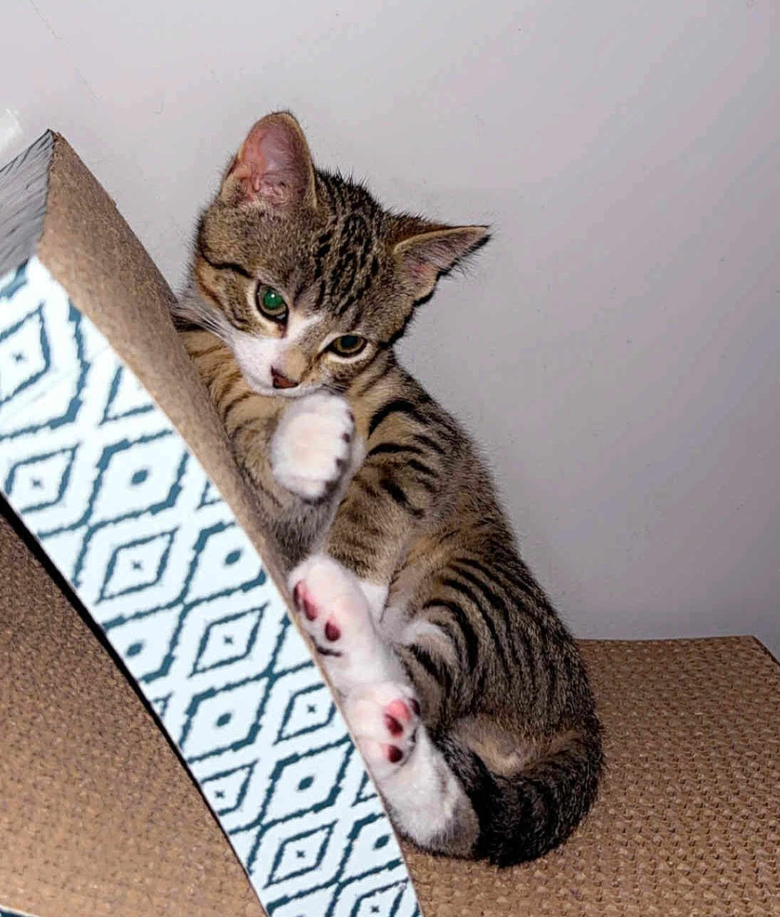 Theo is registered to the contest to win money with this photo: cat, kitten, tabby, paw, scratcher, texture, pattern, indoor, pet, cute, feline, playful, animal, whiskers, ears, claws, resting, young, small, curious