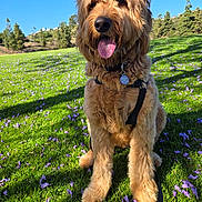 Diego joined the competition — help win amazing prizes! blue_sky, canine, collar, daytime, dog, field, fur, golden_doodle, grass, happy, leash, nature, outdoor, pet, purple_petals, sitting, sunny, tag, tongue_out, tree