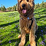 blue_sky, canine, collar, daytime, dog, field, fur, golden_doodle, grass, happy, leash, nature, outdoor, pet, purple_petals, sitting, sunny, tag, tongue_out, tree
