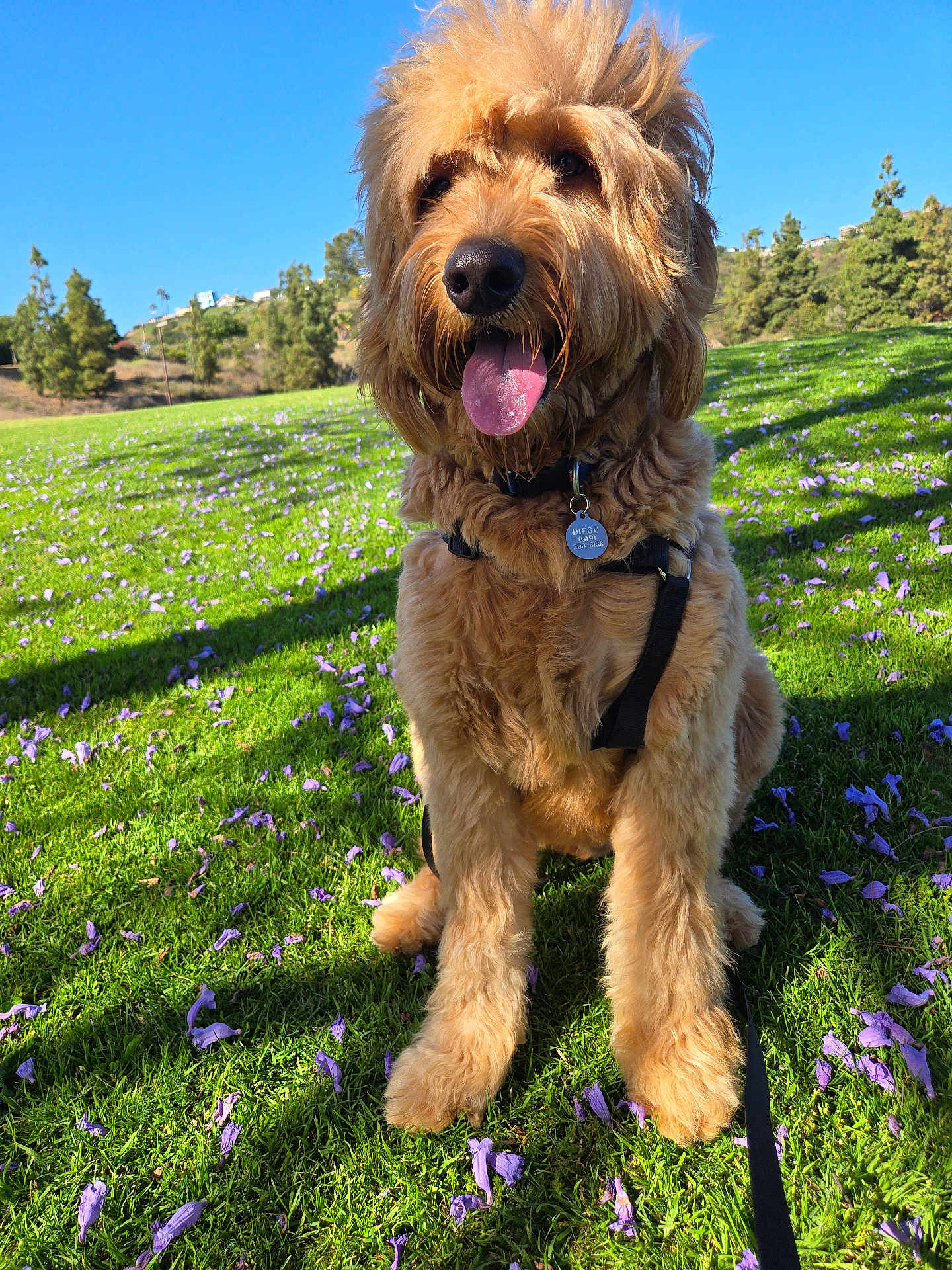 Diego