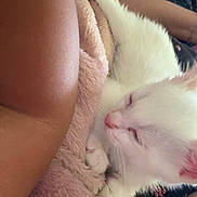 Jinu is registered to the contest to win money with this photo: cat, white_cat, sleeping, blanket, pink_blanket, cozy, fur, pet, snuggling, arm, skin, resting, indoor, comfort, domestic_animal, close_up, cute, soft_texture, relaxation, animal