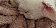 Jinu joined the competition — help win amazing prizes! kitten, cat, sleeping, white_fur, cozy, blanket, soft_texture, pet, animal, resting, cute, fur, closeup, indoor, comfort, nap, peaceful, small, domestic_animal, warm
