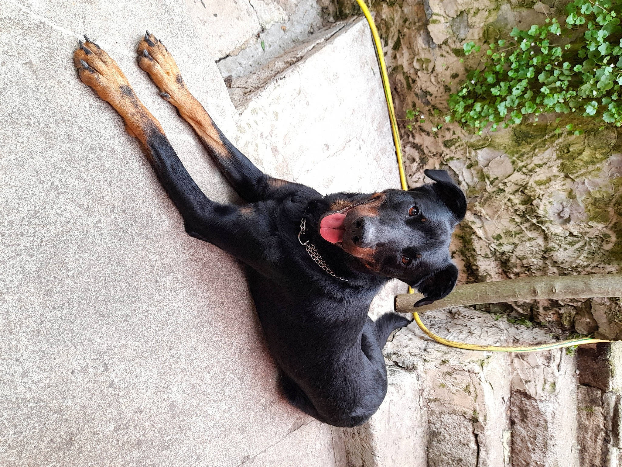 Panzer a rejoint le concours — aidez-le/la à gagner de superbes lots ! canidae, carnivore, collar, companion_dog, dog, dog_breed, dog_collar, fawn, fur, guard_dog, leash, pet_supply, plant, snout, sporting_group, tail, terrestrial_animal, wood, working_animal, working_dog