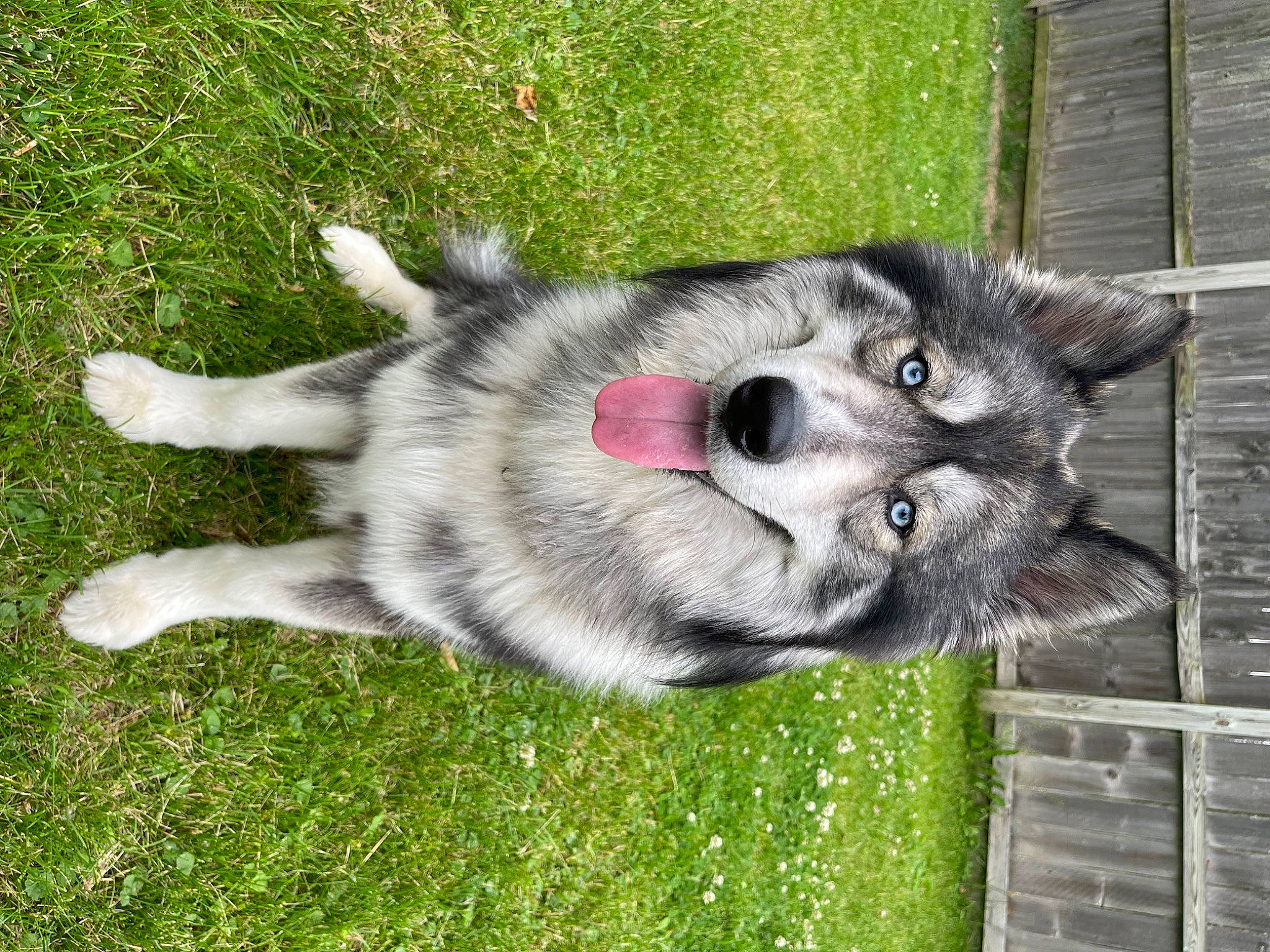 Yeti is registered to the contest to win money with this photo: carnivore, cat, collar, companion_dog, dog, dog_breed, domestic_short_haired_cat, eye, felidae, grass, house, plant, sled_dog, small_to_medium_sized_cats, snout, tail, tree, whiskers, window, wolf