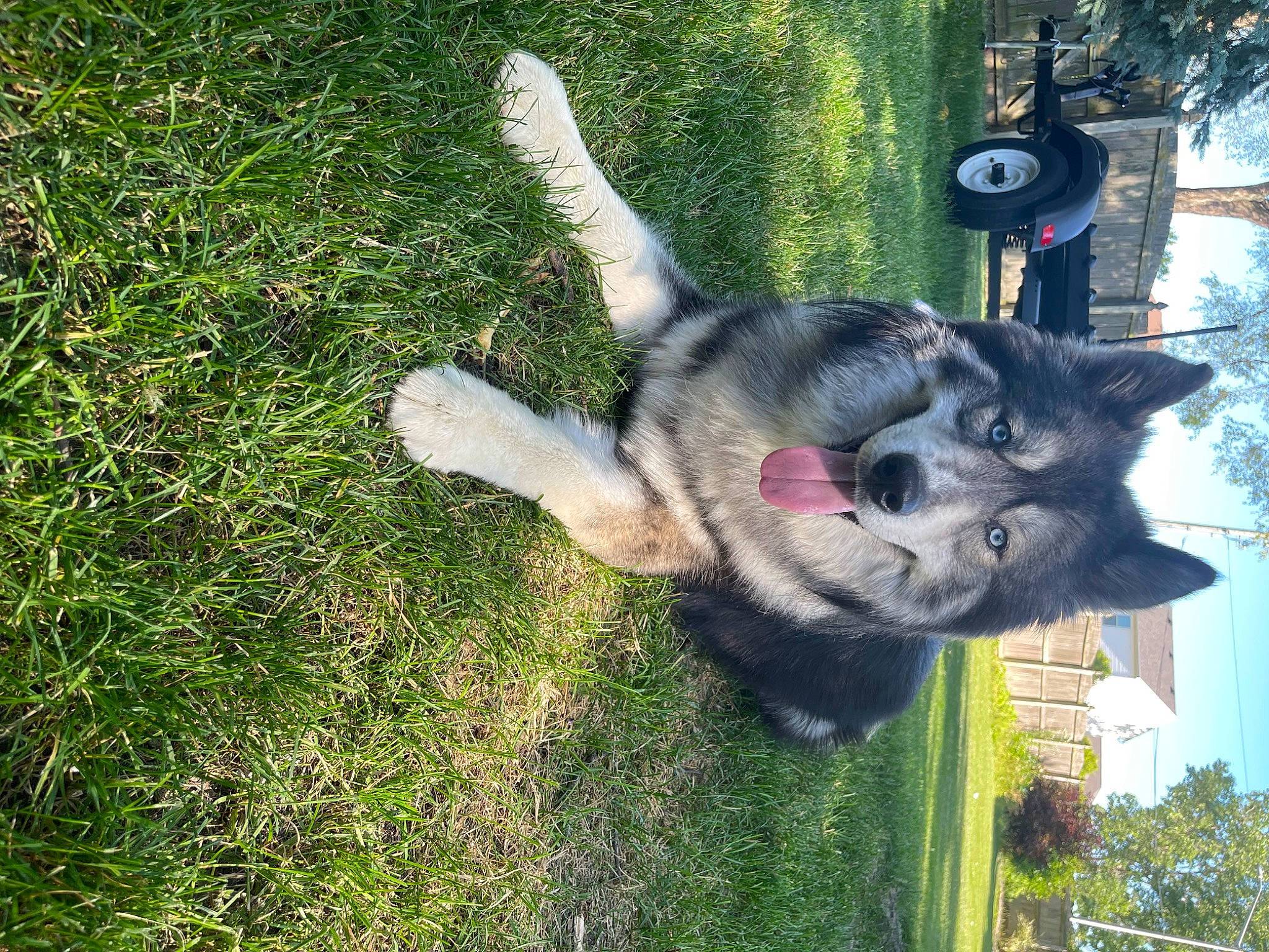 Yeti is registered to the contest to win money with this photo: canidae, carnivore, companion_dog, dog, dog_breed, domestic_short_haired_cat, felidae, fur, grass, groundcover, lawn, plant, sky, small_to_medium_sized_cats, snout, sporting_group, tail, tree, wildlife, working_animal