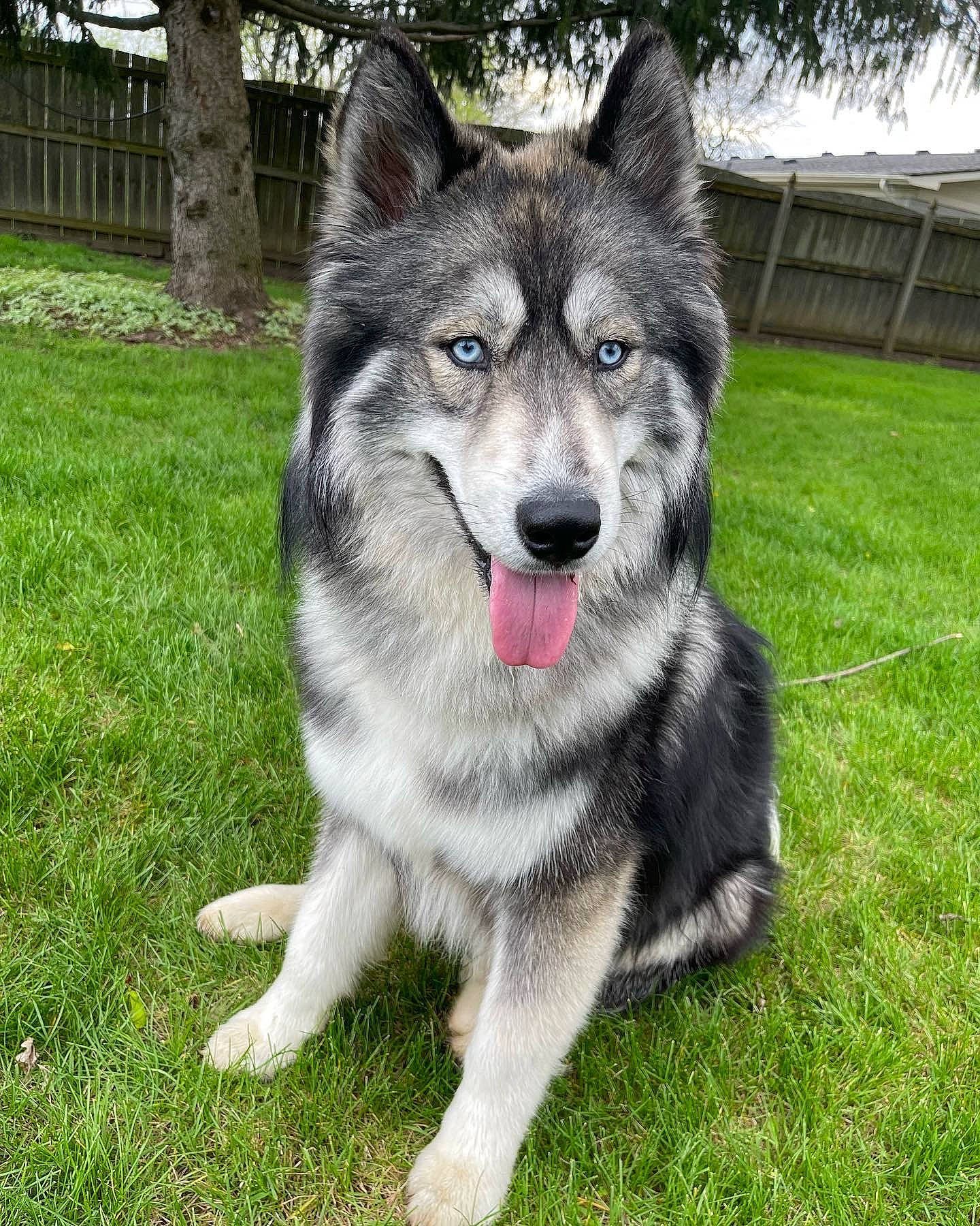 Yeti joined the competition — help win amazing prizes! art, canidae, carnivore, companion_dog, dog, dog_breed, fur, grass, groundcover, mirror, plant, sled_dog, snout, sporting_group, terrestrial_animal, tree, whiskers, wolf, working_animal, working_dog