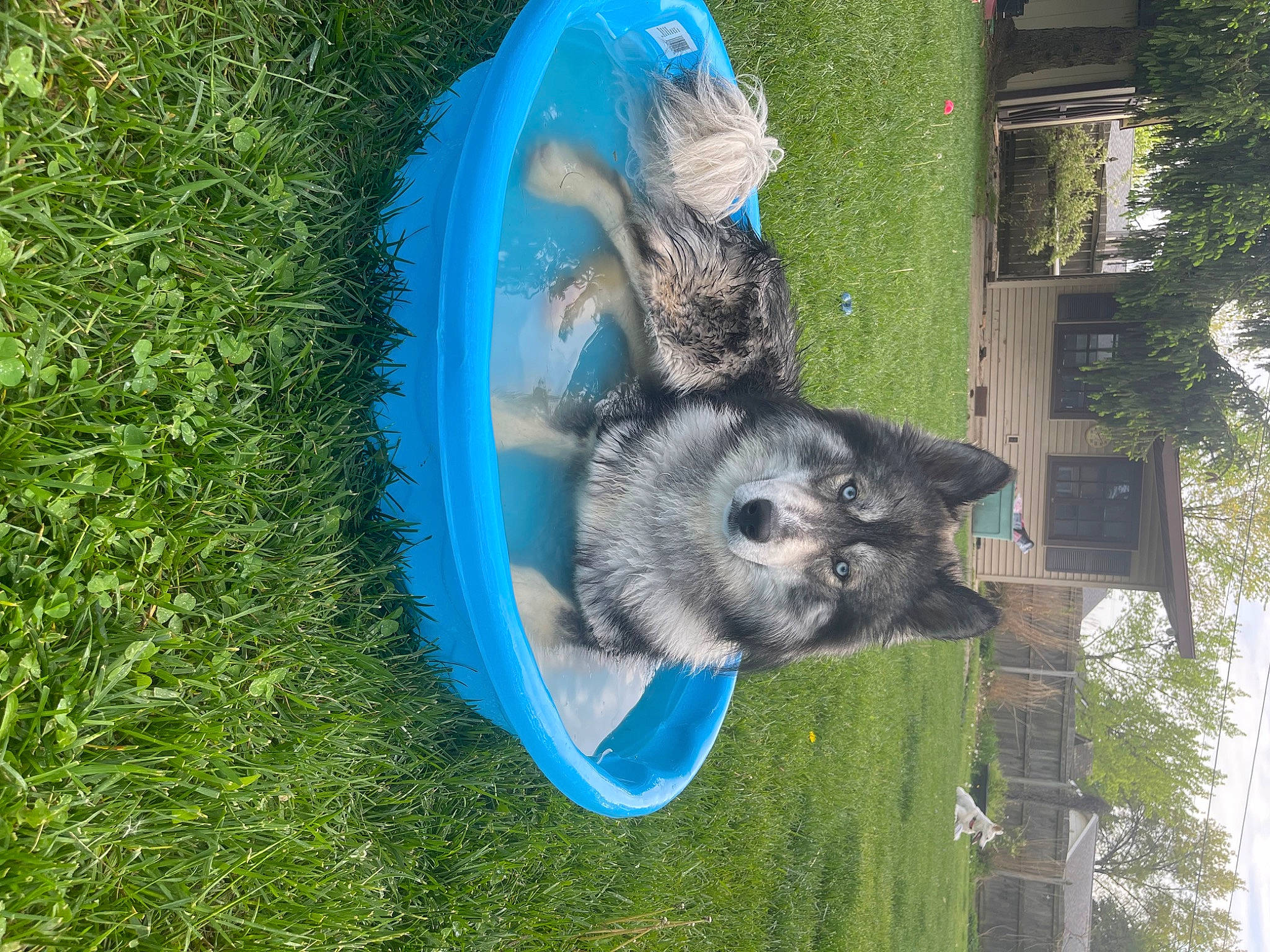 Yeti is registered to the contest to win money with this photo: canidae, carnivore, dog_breed, dog_supply, electric_blue, grass, lemur, marsupial, pet_supply, plant, procyonidae, sporting_group, tail, tree, wildlife, window