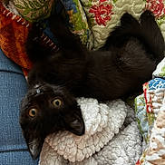 Gizmo joined the competition — help win amazing prizes! black_cat, kitten, quilt, blanket, cozy, indoor, pet, fur, cute, animal, resting, looking_up, soft_texture, colorful, home, sleepy, comfort, small, young_cat, relaxed