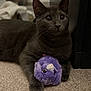 cat, gray_cat, plush_toy, carpet, indoor, pet, animal, cute, fur, whiskers, paws, toy, close_up, domestic_cat, laying_down, wide_eyes, curious, soft_texture, background_blur, resting