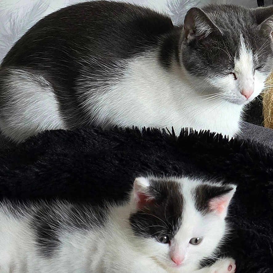 Ella And Una is registered to the contest to win money with this photo: abyssinian, angora, animal, bed, bedroom, blanket, cat, couch, face, furniture, head, indoors, kitten, manx, person, pet, photography, portrait, siamese, sleeping