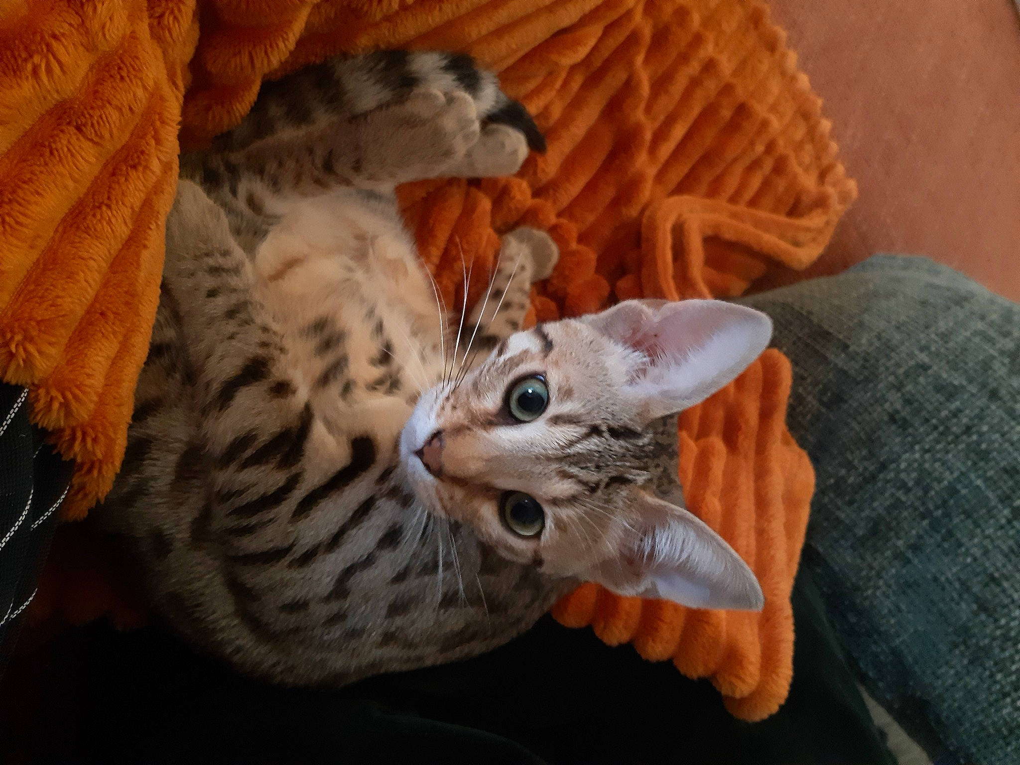 Uana participe au concours pour gagner de l'argent avec cette photo : bed, carnivore, cat, cat_bed, cat_supply, claw, comfort, domestic_short_haired_cat, fawn, felidae, fur, paw, small_to_medium_sized_cats, tail, terrestrial_animal, whiskers, wildlife, wood