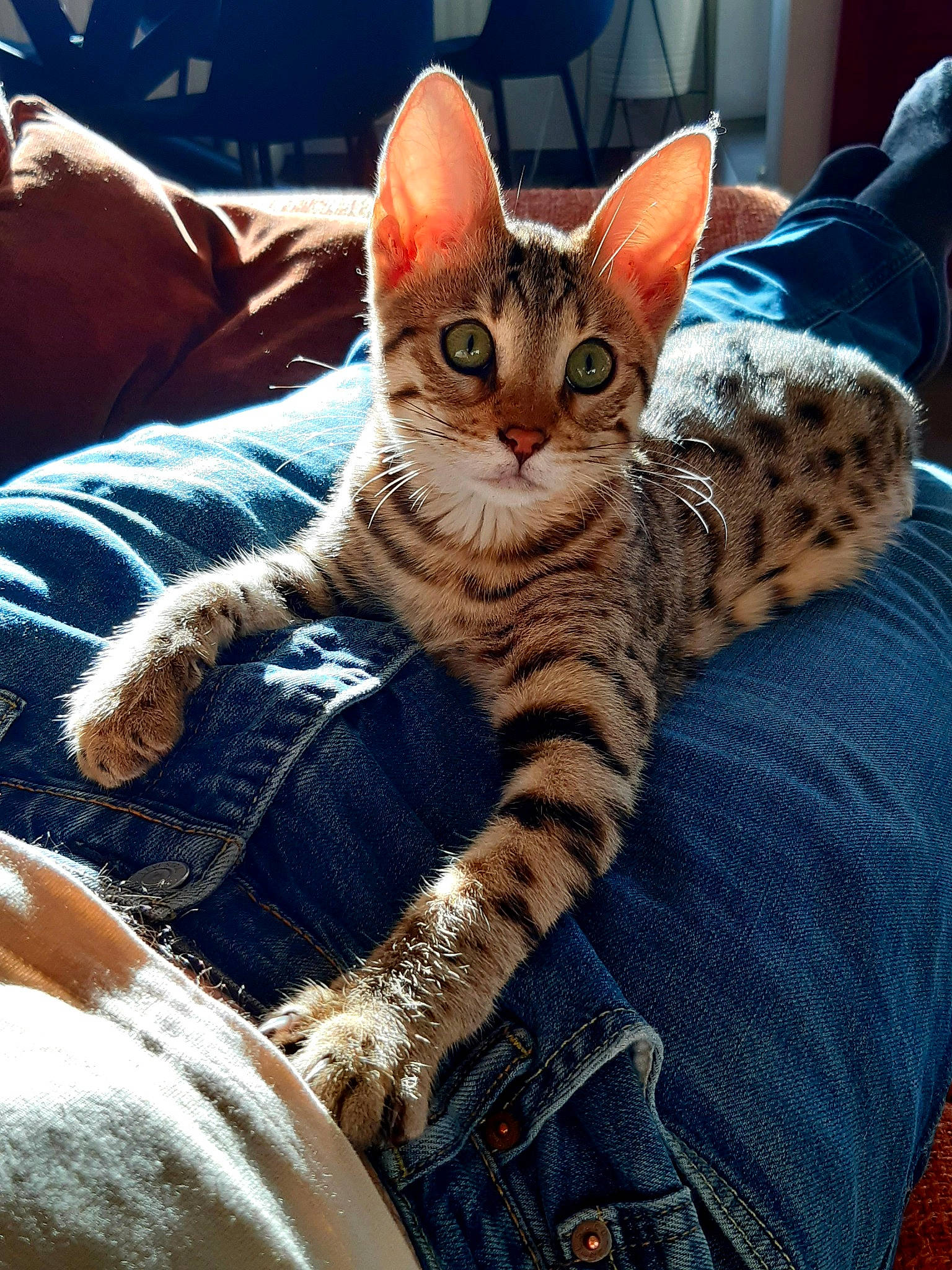 Uana a rejoint le concours — aidez-le/la à gagner de superbes lots ! carnivore, cat, cat_supply, claw, comfort, domestic_short_haired_cat, eye, fawn, felidae, foot, fur, head, pattern, paw, sitting, small_to_medium_sized_cats, snout, tail, textile, whiskers