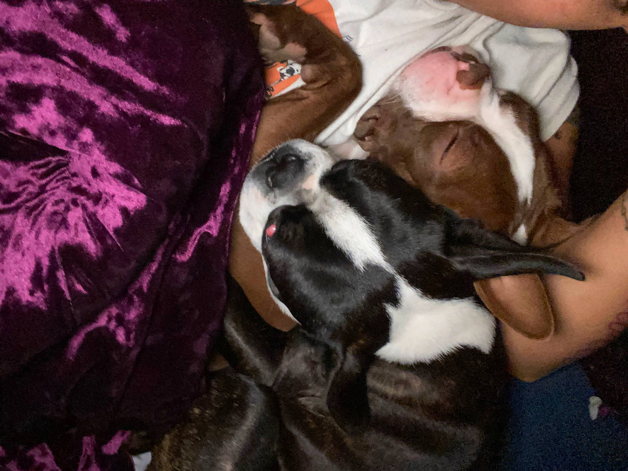 Rebol is registered to the contest to win money with this photo: canidae, carnivore, comfort, companion_dog, dog, dog_breed, fawn, formal_wear, fur, magenta, natural_material, non_sporting_group, paw, pet_supply, snout, sporting_group, terrestrial_animal, whiskers, working_animal