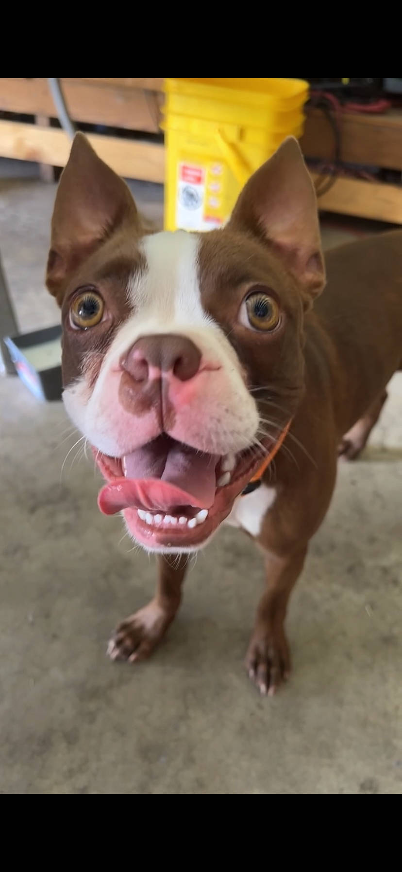 Rebol is registered to the contest to win money with this photo: ancient_dog_breeds, bulldog, canidae, carnivore, companion_dog, dessert, dog, dog_breed, ear, fawn, head, non_sporting_group, puppy, snout, sporting_group, terrestrial_animal, whiskers, wood, working_animal, wrinkle