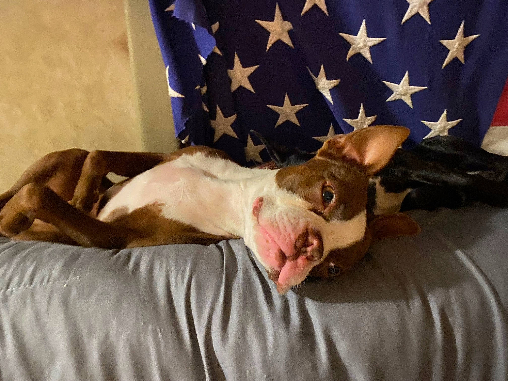 Rebol joined the competition — help win amazing prizes! abdomen, bedding, canidae, carnivore, comfort, companion_dog, dog, dog_breed, elbow, event, fawn, flag, flag_of_the_united_states, fur, gesture, human_body, human_leg, knee, linens, sporting_group