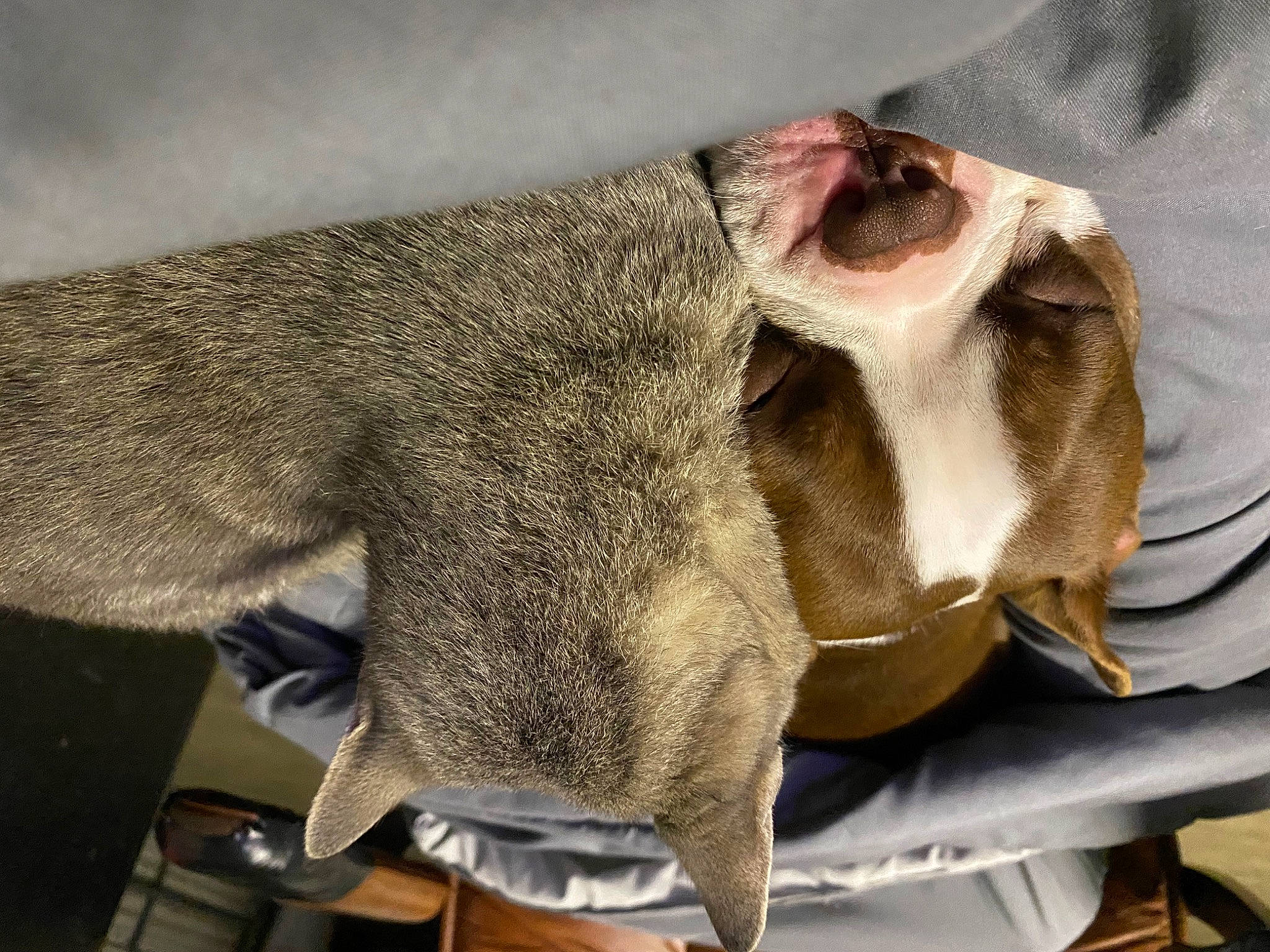 Rebol joined the competition — help win amazing prizes! art, artifact, bicycle_saddle, canidae, carmine, comfort, fawn, foot, fur, grey, personal_protective_equipment, sculpture, snout, sporting_group, stuffed_toy, terrestrial_animal, whiskers, wood, working_animal, wrinkle