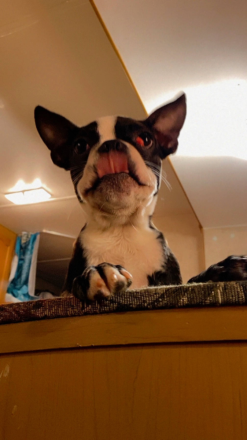 Rocket is registered to the contest to win money with this photo: boston_terrier, canidae, carnivore, companion_dog, dog, dog_breed, ear, fawn, felidae, fur, non_sporting_group, party_hat, paw, room, small_to_medium_sized_cats, snout, terrestrial_animal, toy_dog, whiskers, working_animal