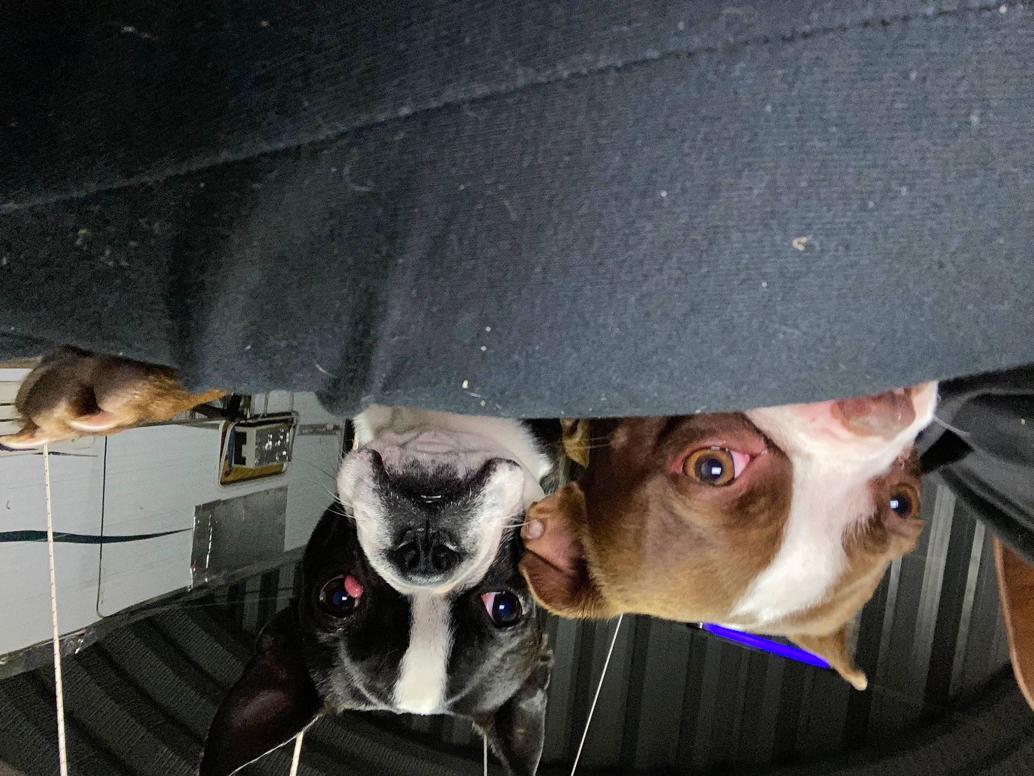 Rocket joined the competition — help win amazing prizes! canidae, carnivore, collar, companion_dog, dog, dog_breed, dog_collar, ear, eyewear, fawn, fur, jaw, leash, personal_protective_equipment, snout, sporting_group, sunglasses, vision_care, whiskers, working_animal