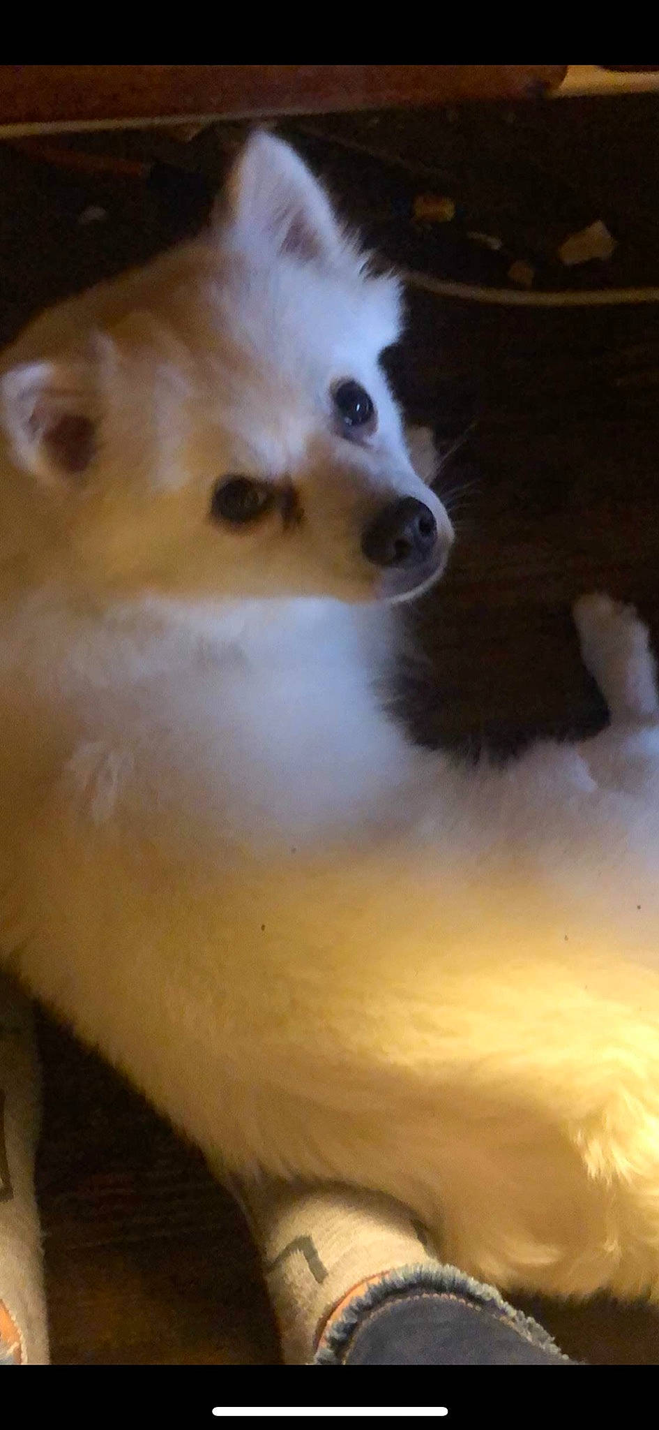 Simba joined the competition — help win amazing prizes! american_eskimo_dog, canidae, carnivore, companion_dog, dog, dog_breed, german_spitz, indian_spitz, japanese_spitz, mammal, non_sporting_group, nose, pomeranian, puppy, rare_breed_dog, samoyed, snout, spitz, vertebrate, volpino_italiano