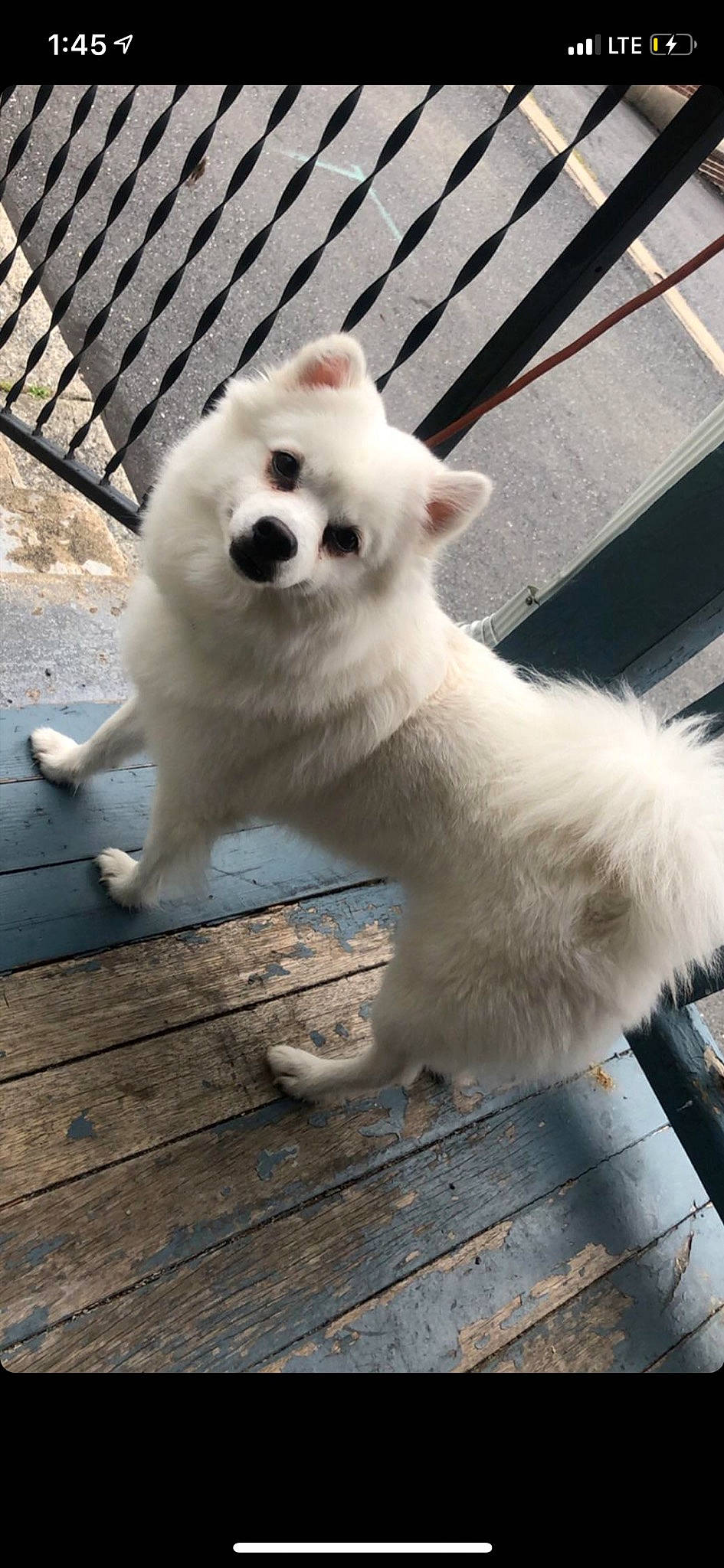 Simba is registered to the contest to win money with this photo: canidae, carnivore, companion_dog, dog, dog_breed, german_spitz, german_spitz_mittel, indian_spitz, japanese_spitz, kintamani, kishu, mammal, non_sporting_group, pomeranian, pungsan_dog, samoyed, spitz, vertebrate, volpino_italiano, white_shepherd