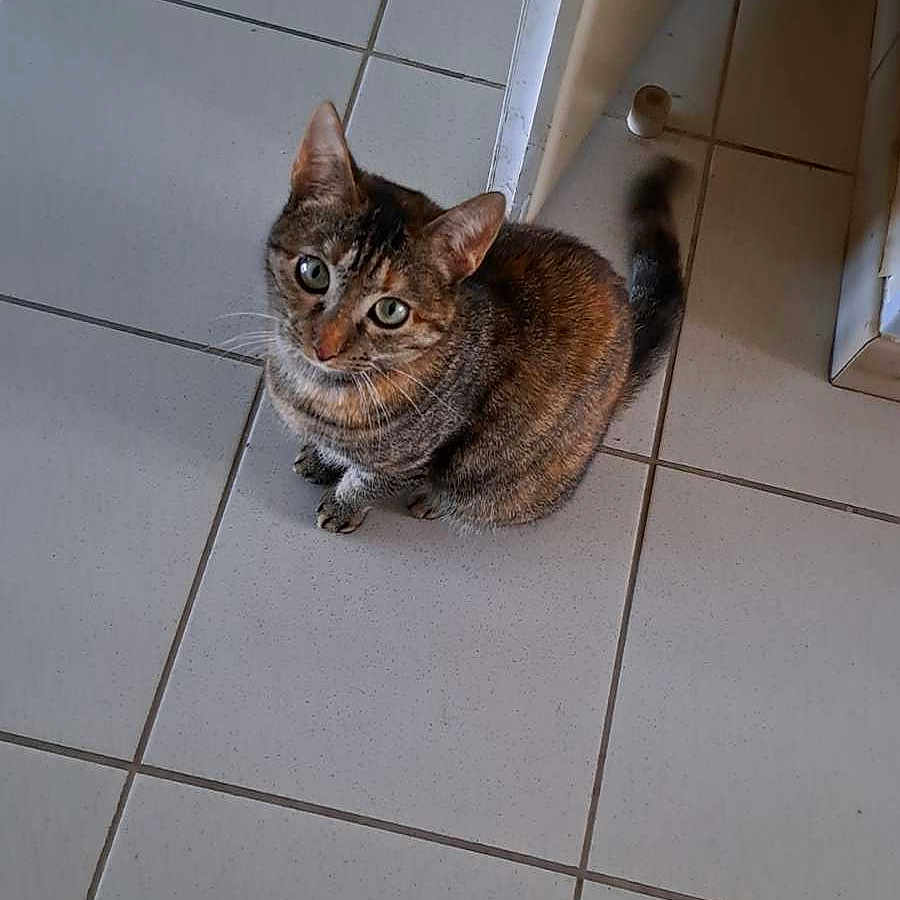 Nala a rejoint le concours — aidez-le/la à gagner de superbes lots ! animal, brown, cat, curious, cute, domestic, ears, eyes, feline, floor, gray, indoor, looking_up, pet, sitting, striped, tabby, tail, tile, whiskers