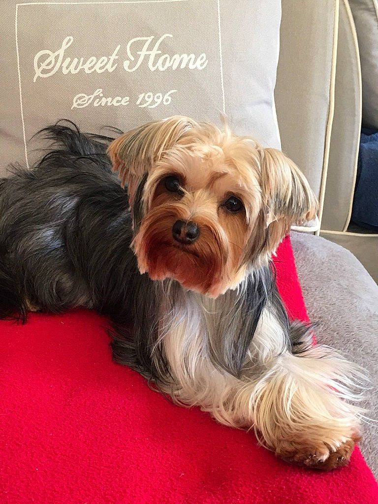 Scotty participe au concours pour gagner de l'argent avec cette photo : biewer_terrier, canidae, carnivore, comfort, companion_dog, dog, dog_breed, dog_supply, fawn, font, fur, liver, pet_supply, small_terrier, snout, sporting_group, terrier, toy_dog, working_animal, yorkshire_terrier